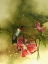 Ruby-throated Hummer with Trillium  9" x 12" - $6.00