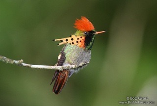 Tufted Coquette Bob Gress AWNCL Trinidad 121120 1847 2