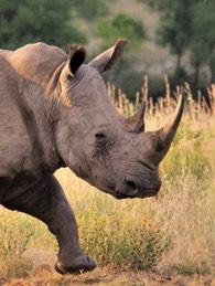 White Rhino Adult
